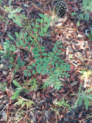 Image of Indigofera caroliniana by (c) Athena Philips, some rights reserved (CC BY)