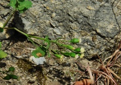 Cineraria platycarpa