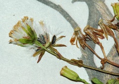 Cineraria platycarpa