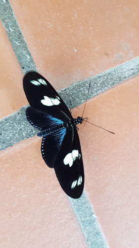 Doris Longwing