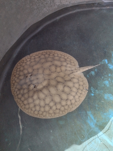 Shorttail river stingray (Potamotrygon brachyura) — Potamotrygonidae — 4