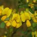 Scorpion Senna - Photo (c) Ettore Balocchi, some rights reserved (CC BY)
