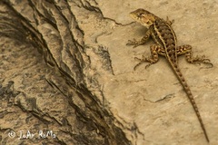 Sceloporus albiventris