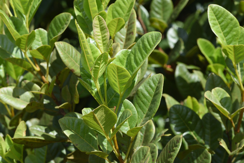 False Sour Currantrhus (Searsia krebsiana)