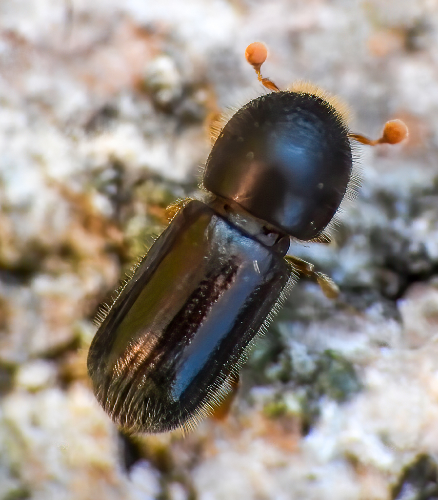 Polished Bark Beetle
