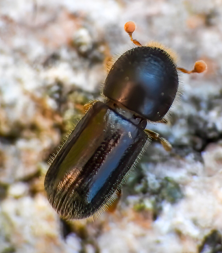 Polished Bark Beetle