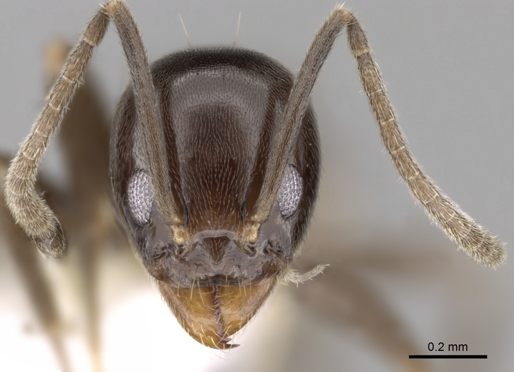 Linepithema iniquum
