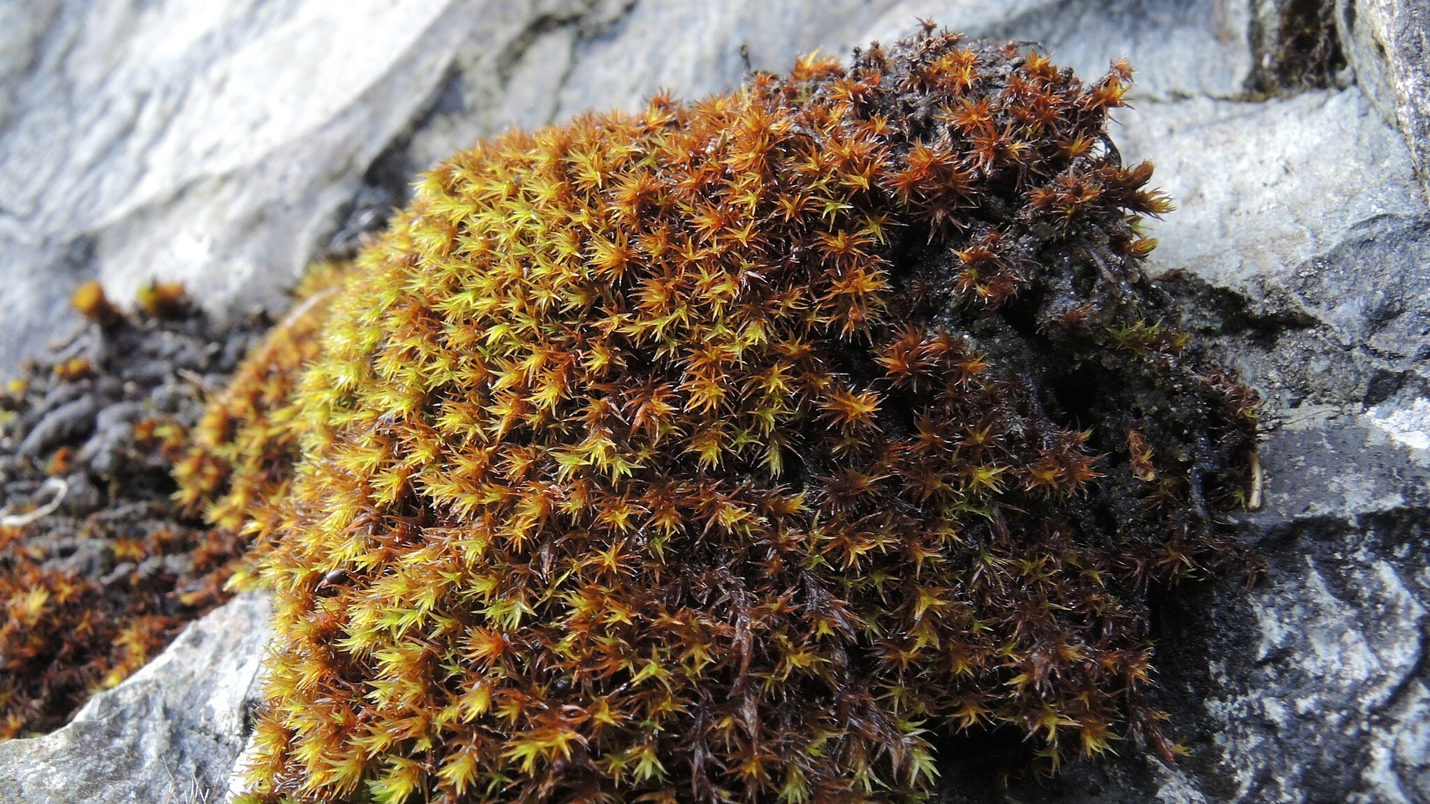 Schistidium strictum