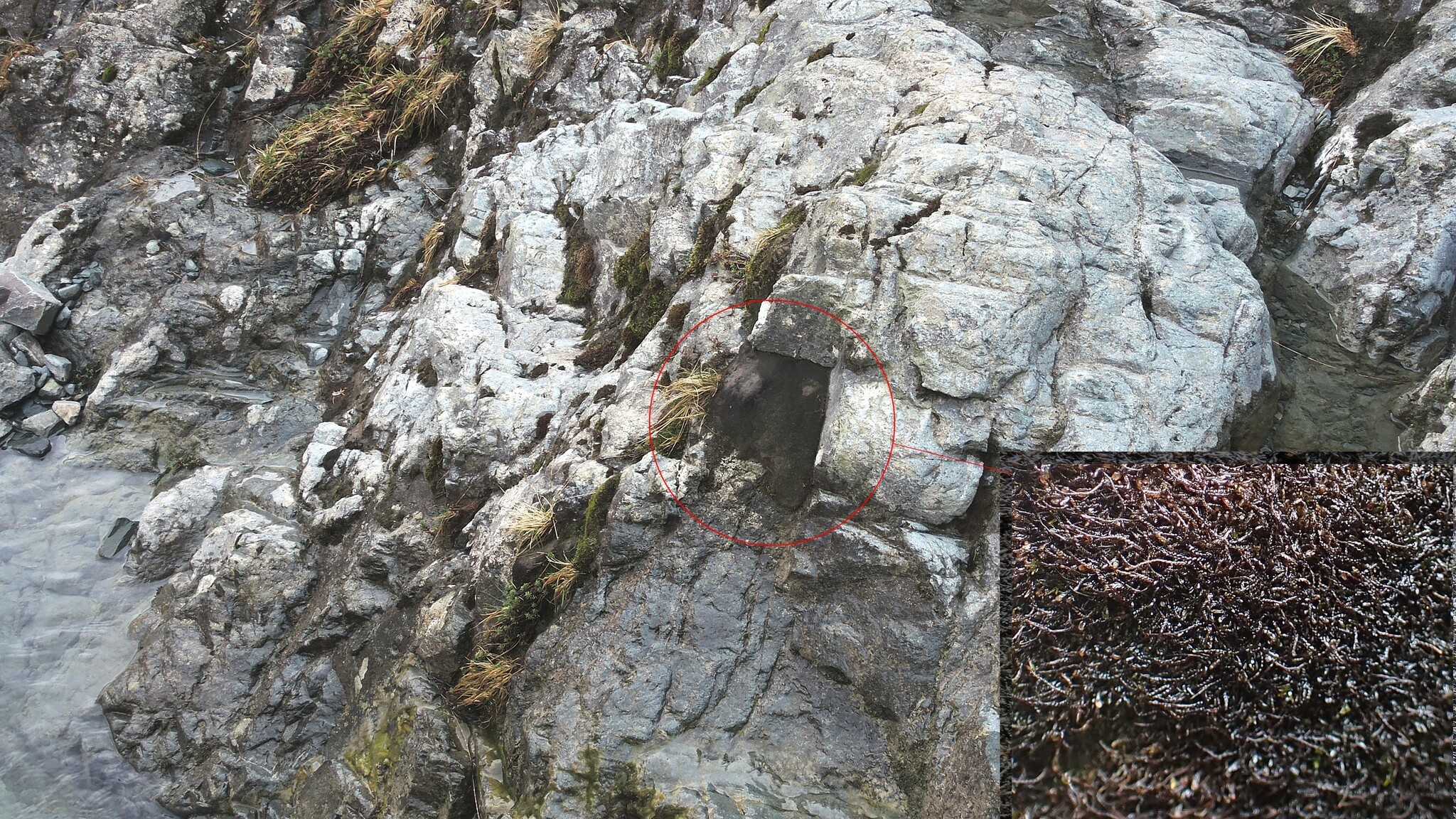 Eremonotus