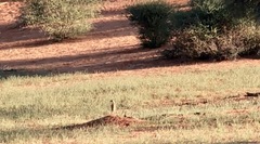 Suricata suricatta
