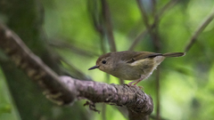 Large-Billed Scrubwren photo 2