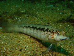 Wavy Grubfish photo 5
