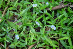 Commelina auriculata