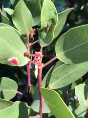 Arctostaphylos patula