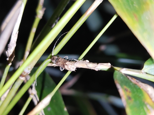 Zotalemimon costata · iNaturalist