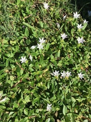Richardia grandiflora