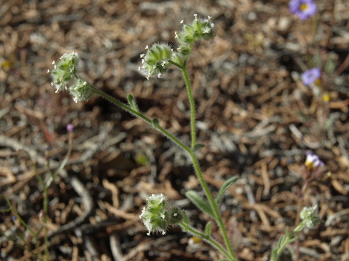 narrowstem cryptantha (Cryptantha gracilis)