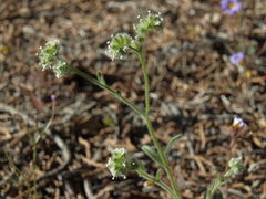 Cryptantha gracilis