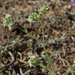 Cryptantha gracilis - Photo (c) Jim Morefield, algunos derechos reservados (CC BY)
