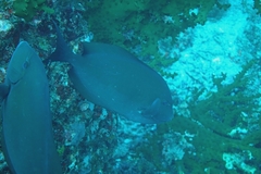 Acanthurus mata