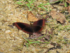 Marpesia zerynthia