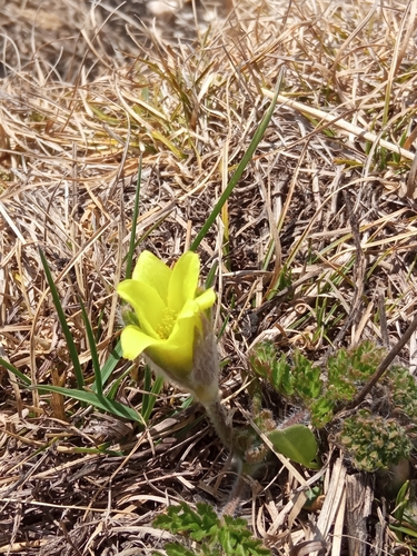 Pulsatilla albana (Pulsatilla albana)