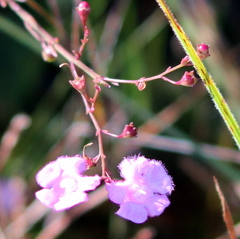Agalinis aphylla