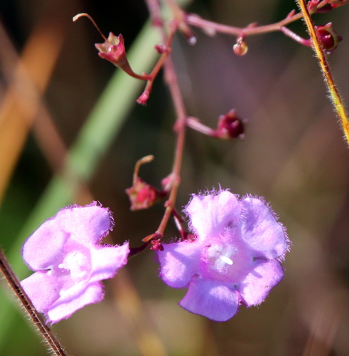 Image of Agalinis aphylla by (c) Lauren McLaurin, some rights reserved (CC BY)