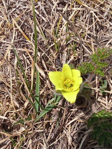 Image of Pulsatilla albana by (c) Борис Георги, some rights reserved (CC BY)