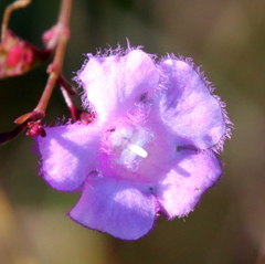 Agalinis aphylla