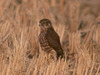 Pacific Merlin - Photo (c) Kim, Hyun-tae, some rights reserved (CC BY), uploaded by Kim, Hyun-tae