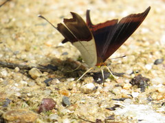Marpesia zerynthia