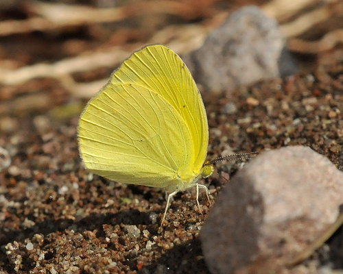 Mimosa Yellow