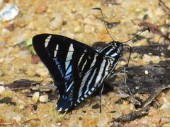 Jemadia hewitsonii