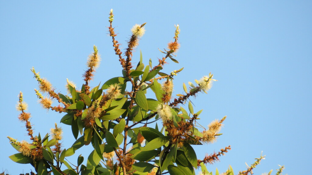 Melaleuca cajuputi, Краби, Таиланд