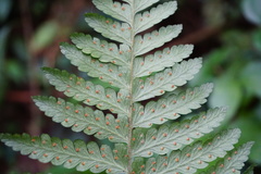 Microlepia trichocarpa