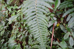 Microlepia trichocarpa