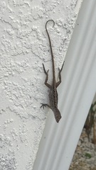 Anolis sagrei