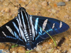 Jemadia hewitsonii