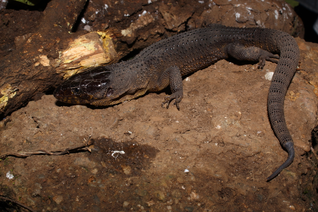 Lepidophyma chicoasensis