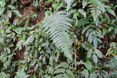 Microlepia trichocarpa