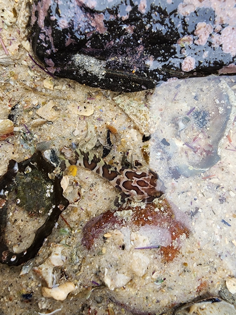Snakehead toadfish (Batrichthys apiatus) — Batrachoididae