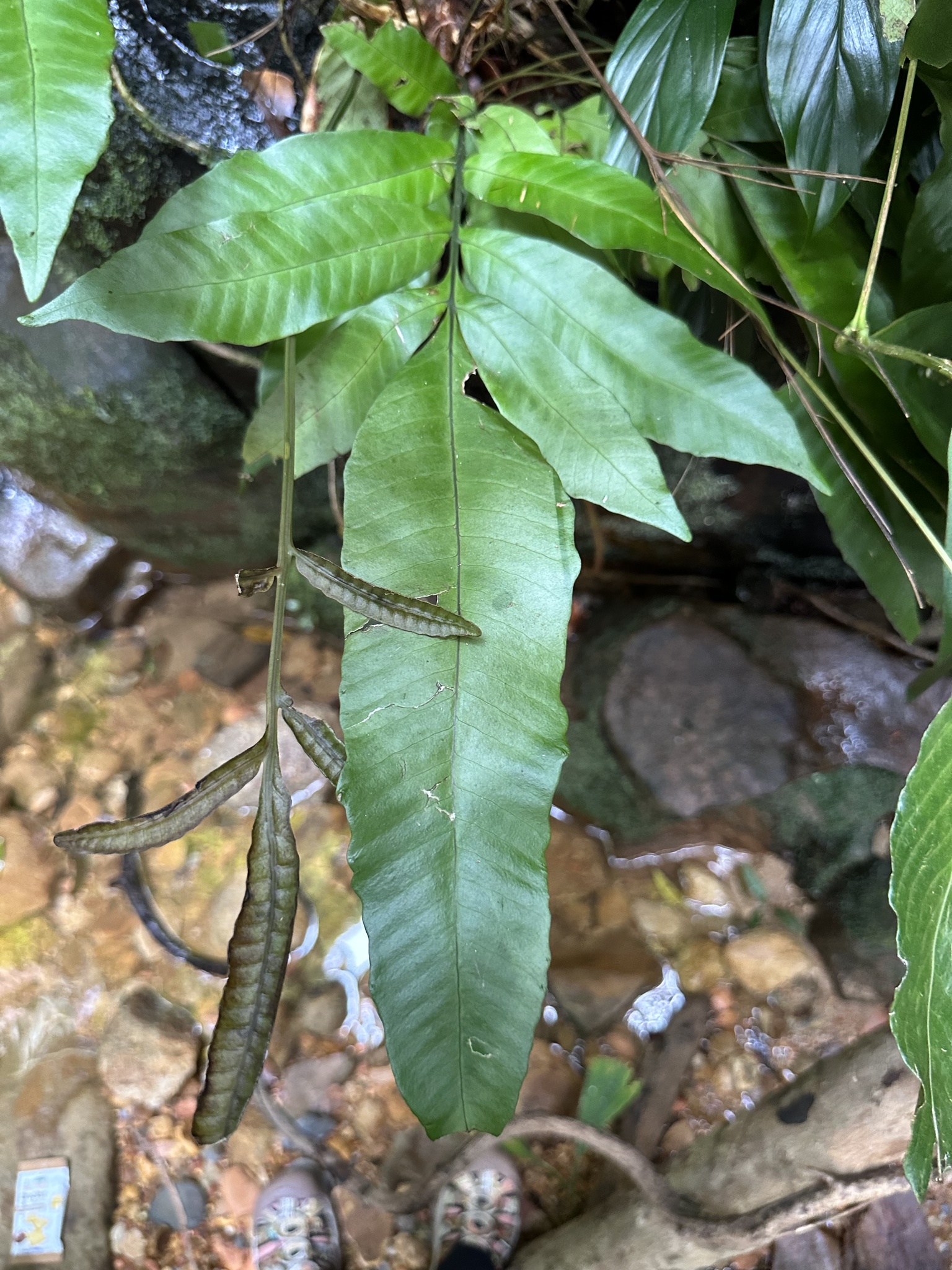 Bolbitis sinuata