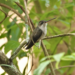 Straight-Billed Hermit photo 2