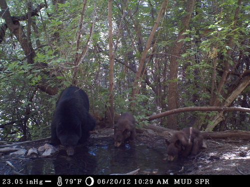 American Black Bear photographed in New Mexico