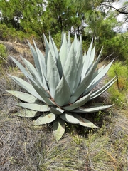 Agave applanata