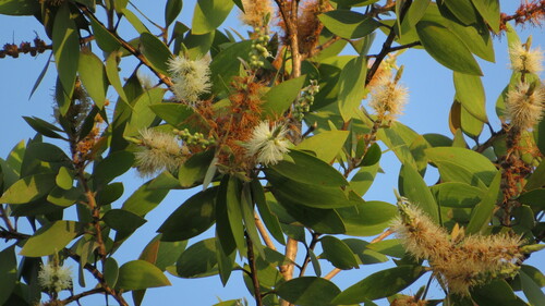 Melaleuca cajuputi
