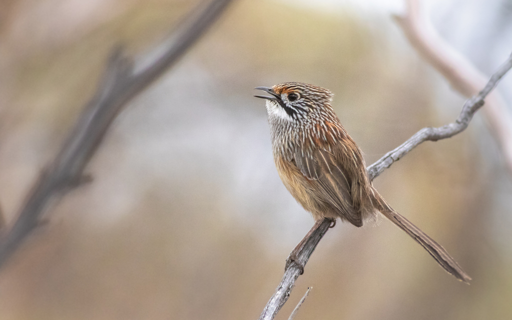 Striated Grasswren