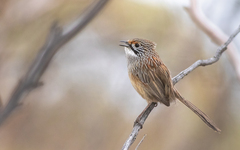 Striated Grasswren photo 1