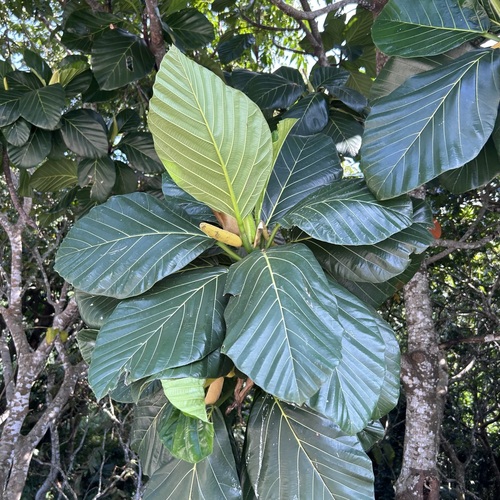 Artocarpus treculianus